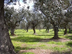 ulivi olive