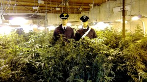 Carabinieri di Grisì Scoperta Piantagione di Cannabis